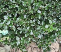 Ilex meserveae 'Blue Maid' - Blauwe hulst 'Blue Maid' - 1