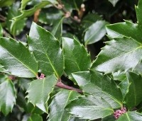 Ilex meserveae 'Blue Maid' - Blauwe hulst 'Blue Maid' - 2