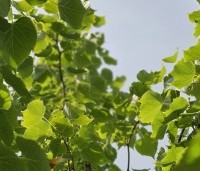 Tilia mongolica 'Buda' - Mongoolse Lindeboom - 2