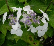 Bloem Hortensia 'Teller White'