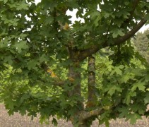 Veldesdoorn kroon met blad