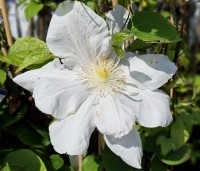 Clematis 'Madame Le Coultre' - Bosrank 'Madame Le Coultre' - 1