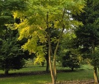 Robinia pseudoacacia 'Frisia'  - Gele acacia - 3