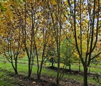 Liriodendron tulipifera 'Aureomarginatum' - Tulpenboom 'Aureomarginatum' - 2