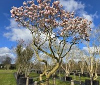 Magnolia soulangeana - Magnolia soulangeana - 2