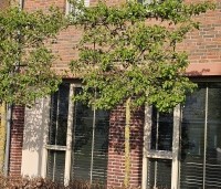 Pyrus calleryana 'Chanticleer' - Sierpeer - 1