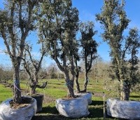 Quercus suber - Kurkeik - meerstammig.  Kwekerij Apeldoorn maart 2026