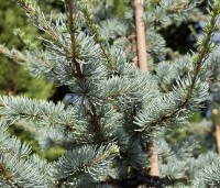Cedrus libani 'Glauca' - Blauwe Ceder - 1