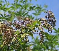 Sambucus nigra - Vlier - 1
