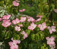 Cornus satomi - Kornoelje - 4