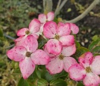 Cornus satomi - Kornoelje - 5