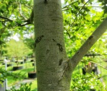 Nothofagus betuloides stam
