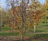 Fagus sylvatica 'Rohan Gold' - Beuk 'Rohan Gold' - 1
