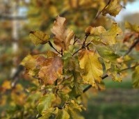 Fagus sylvatica 'Rohan Gold' - Beuk 'Rohan Gold' - herfstblad