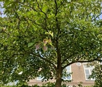 Cornus controversa - Reuzenkornoelje - 8