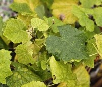 Vitis vinifera 'Himrod' - Witte druif 'Himrod' - herfstblad