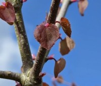 Cercidiphyllum japonicum  - Katsuraboom - uitloop in het voorjaar
