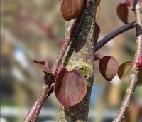 Cercidiphyllum japonicum  - Katsuraboom - 1