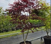 Acer palmatum 'Red Flash' - Japanse Esdoorn 'Red Flash' - 2
