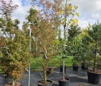 Prunus 'Pandora' - Sierkers 'Pandora' - 1