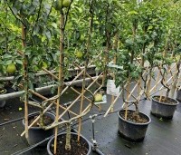 Pyrus com. 'Conference' - Pyrus com. 'Conference' -  Diverse perenrassen worden als speciale dubbele U leivorm aangeboden
