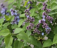 Syringa vulgaris 'Michel Buchner' - Sering 'Michel Buchner' - 3
