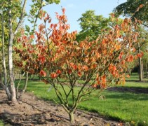 Hamamelis 'Arnolds Promise'