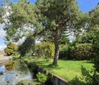 Pinus sylvestris - Grove den - 2