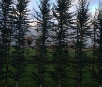 Cedrus libani glauca Fastigiata