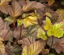 Physocarpus opu. 'Diabolo'