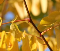 Robinia Frisia met jong geel blad en wijnrode doorns