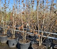 Acer x freemanii 'Autumn Blaze' - Acer x freemanii 'Autumn Blaze' (Jeffersred) - 1