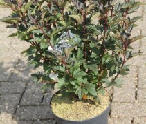 Physocarpus 'Red Baron'