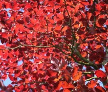 Fagus sylvatica ‘Atropunicea’ verkleurt in de herfst