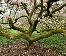 Magnolia Soulangeana