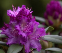 Rhododendron 'Alfred'