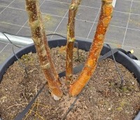 Betula albosinensis 'Fascination' - Zilverberk 'Fascination' - 3