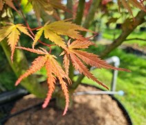 Acer palmatum 'Masu-kagami' blad