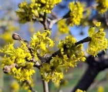 Cornus mas