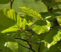 Groene Beuk, vers blad