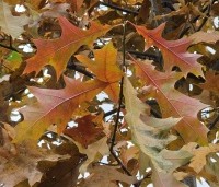 Quercus palustris - Moeraseik - 3