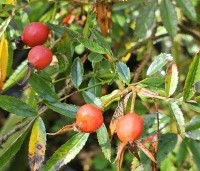 Rosa canina - Hondsroos - 3