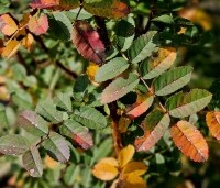 Rosa canina - Hondsroos - 2