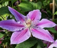 Clematis 'Dr Ruppel' - Bosrank 'Dr Ruppel' - 2