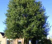 Ilex Aquifolium