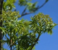 Sorbus 'Dodong' - Lijsterbes 'Dodong' - 1