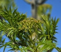 Sorbus 'Dodong' - Lijsterbes 'Dodong' - 2