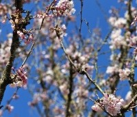 Prunus 'Pandora' - Sierkers 'Pandora' - 2