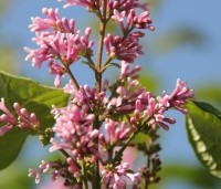 Syringa swegiflexa - Sering swegiflexa - 3