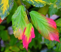 Parrotia persica 'Vanessa'